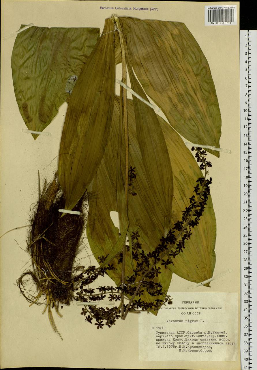 Veratrum nigrum L., Siberia, Altai & Sayany Mountains (S2) (Russia)