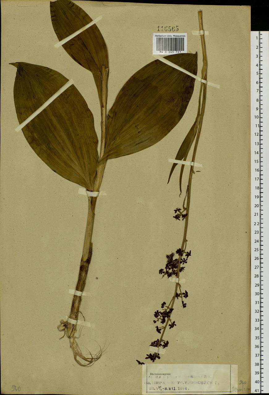 Veratrum nigrum L., Siberia, Altai & Sayany Mountains (S2) (Russia)