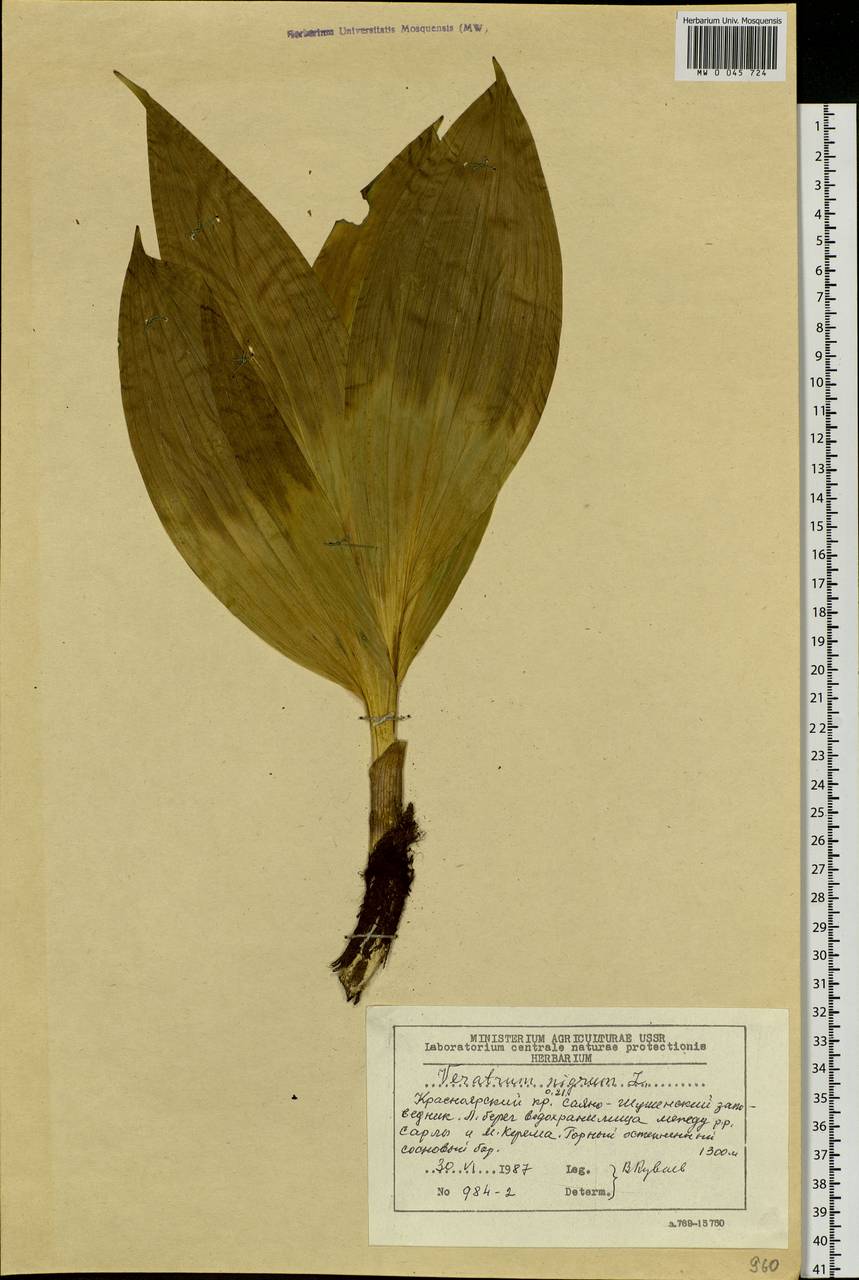 Veratrum nigrum L., Siberia, Altai & Sayany Mountains (S2) (Russia)