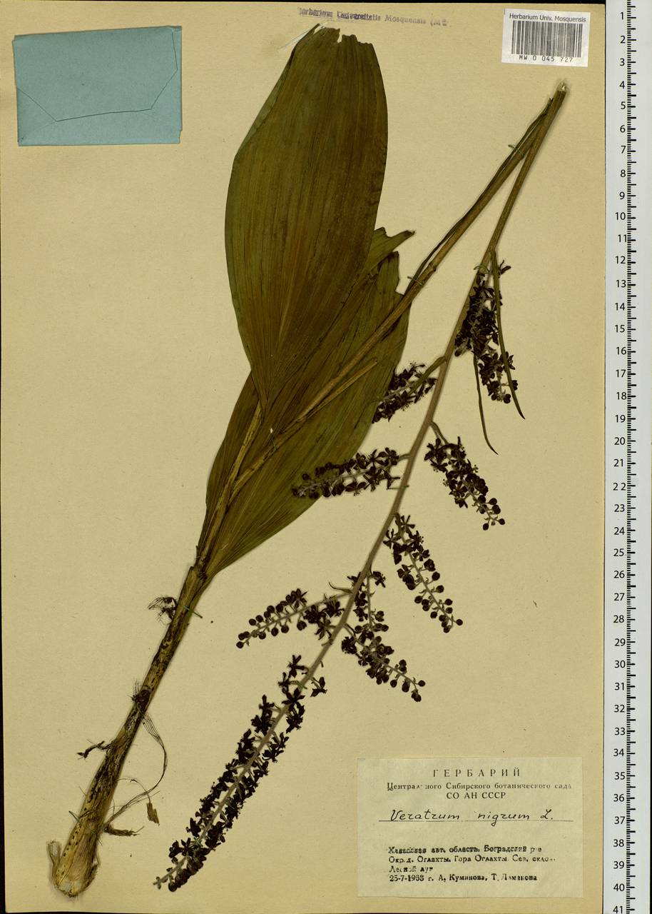 Veratrum nigrum L., Siberia, Altai & Sayany Mountains (S2) (Russia)