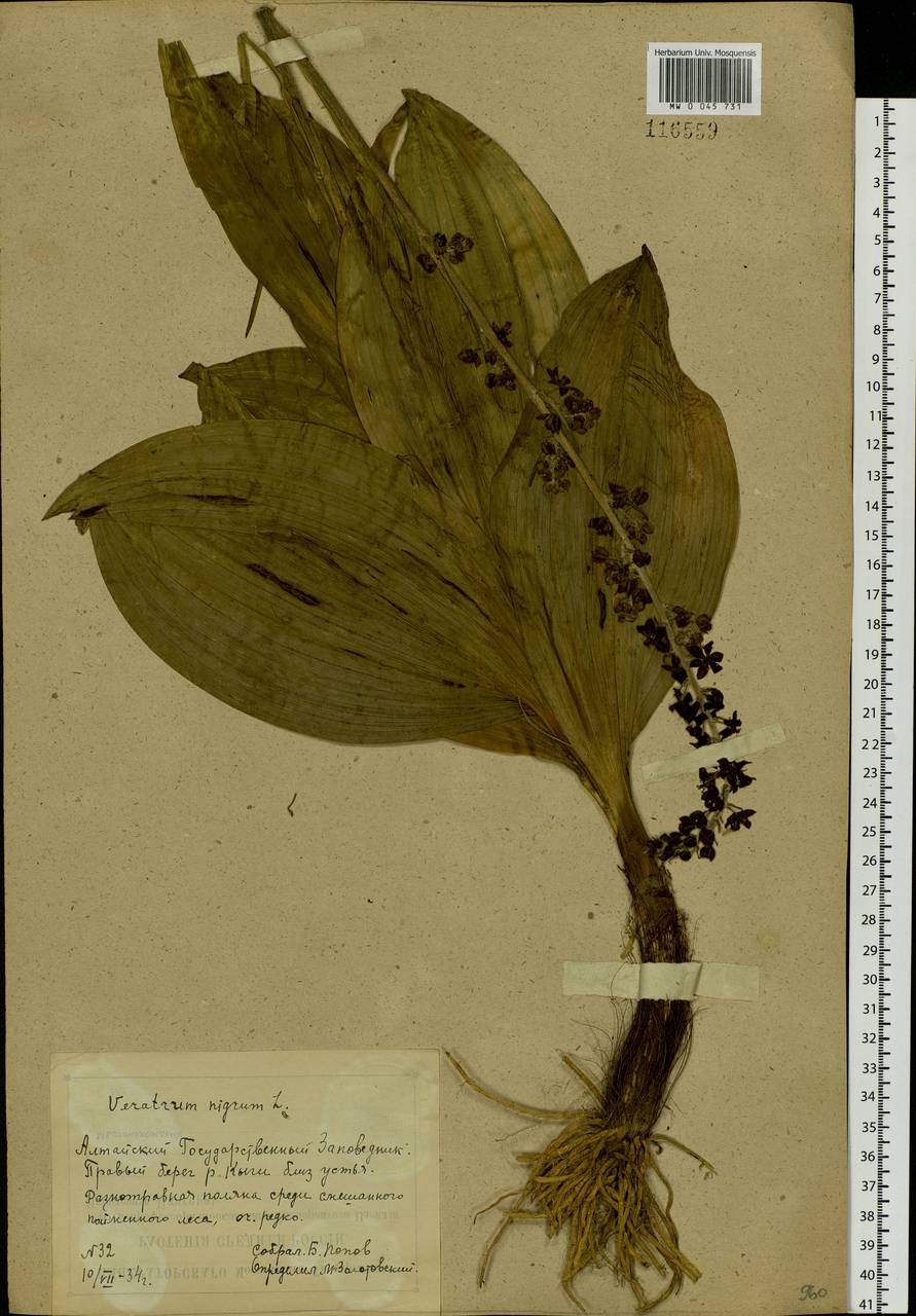 Veratrum nigrum L., Siberia, Altai & Sayany Mountains (S2) (Russia)