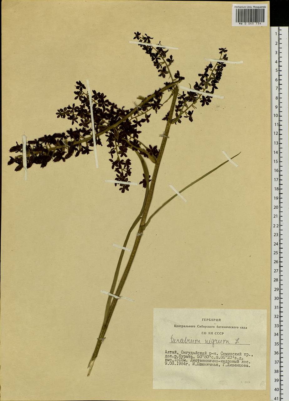 Veratrum nigrum L., Siberia, Altai & Sayany Mountains (S2) (Russia)