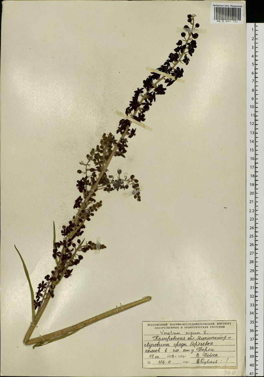 Veratrum nigrum L., Siberia, Altai & Sayany Mountains (S2) (Russia)