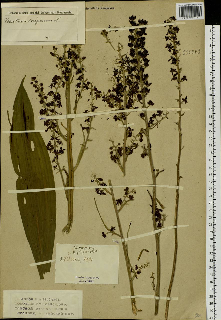 Veratrum nigrum L., Siberia, Western (Kazakhstan) Altai Mountains (S2a) (Kazakhstan)