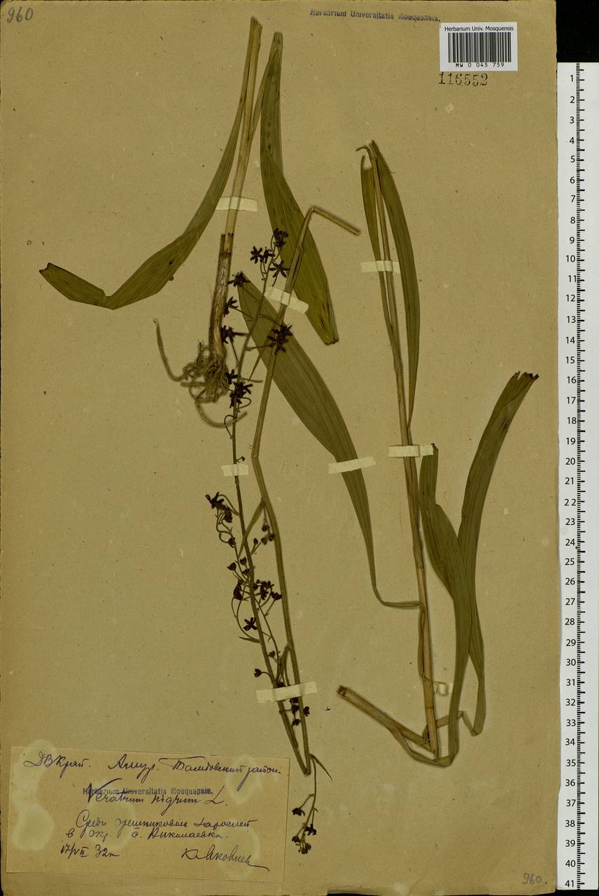 Veratrum maackii Regel, Siberia, Russian Far East (S6) (Russia)