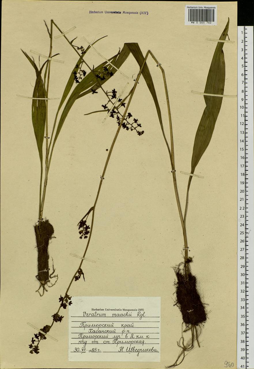 Veratrum maackii Regel, Siberia, Russian Far East (S6) (Russia)