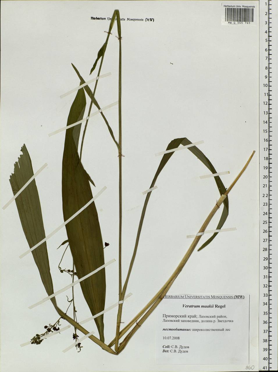 Veratrum maackii Regel, Siberia, Russian Far East (S6) (Russia)