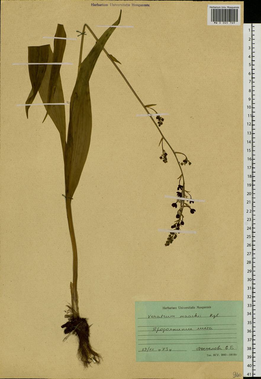 Veratrum maackii Regel, Siberia, Russian Far East (S6) (Russia)
