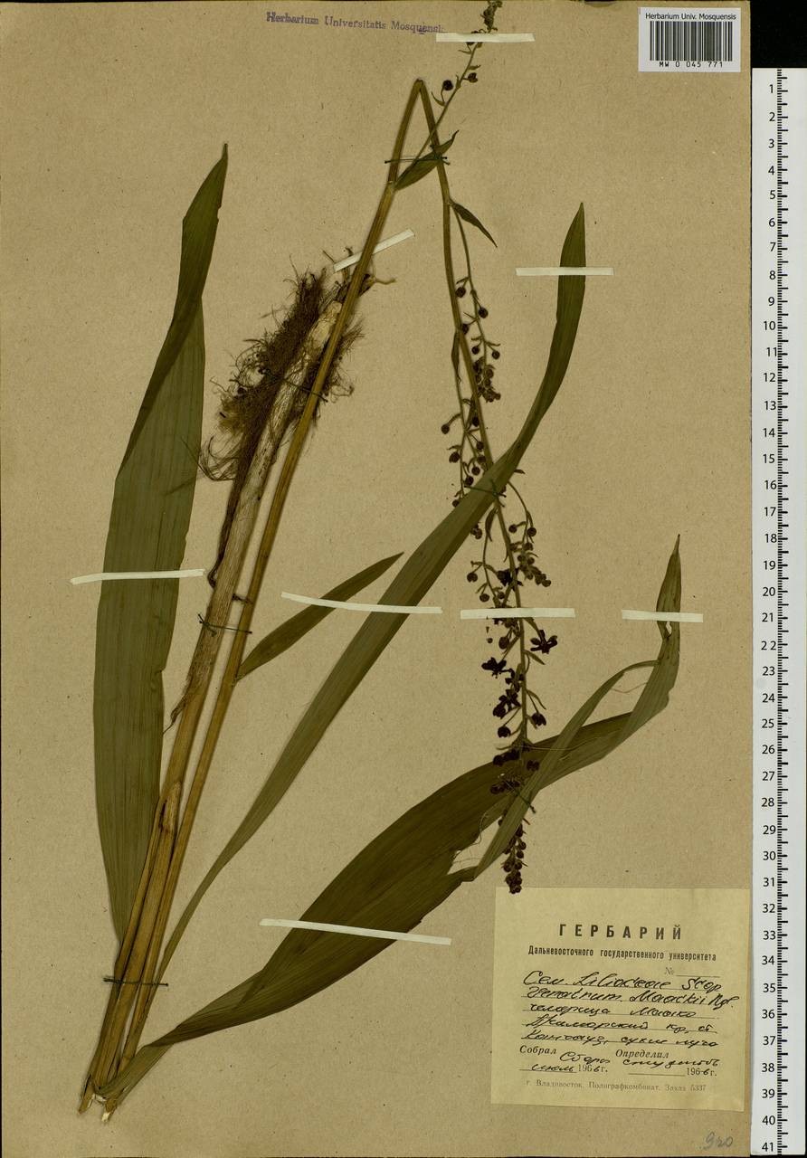 Veratrum maackii Regel, Siberia, Russian Far East (S6) (Russia)