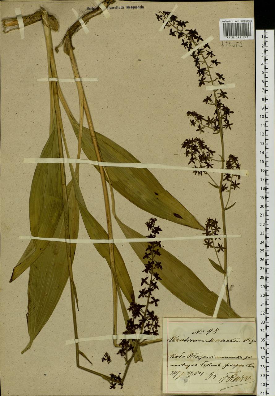 Veratrum maackii Regel, Siberia, Russian Far East (S6) (Russia)