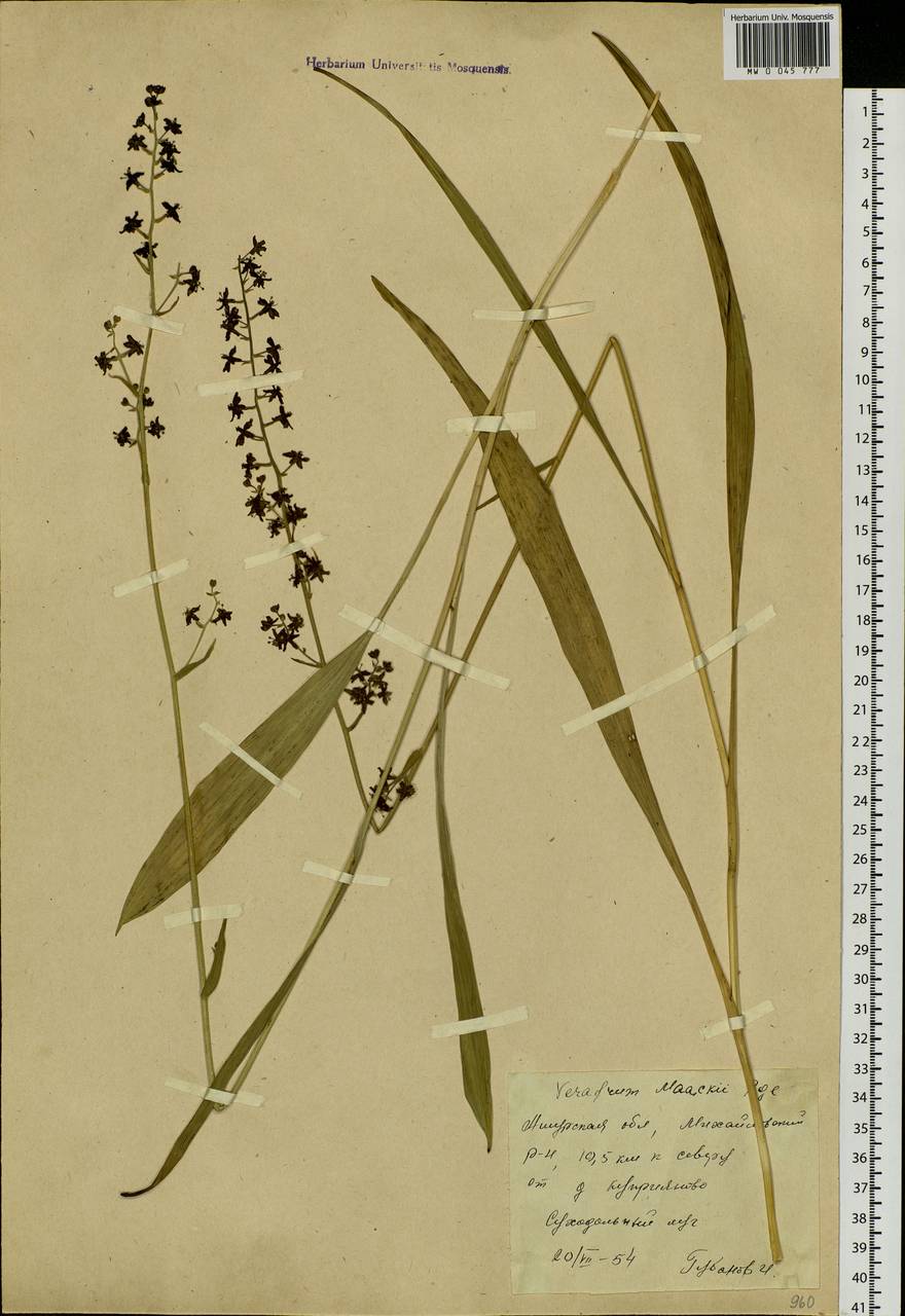 Veratrum maackii Regel, Siberia, Russian Far East (S6) (Russia)