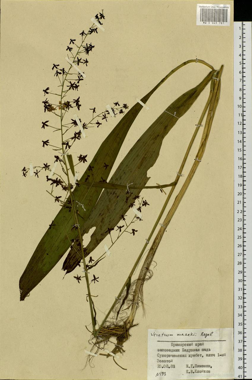 Veratrum maackii Regel, Siberia, Russian Far East (S6) (Russia)