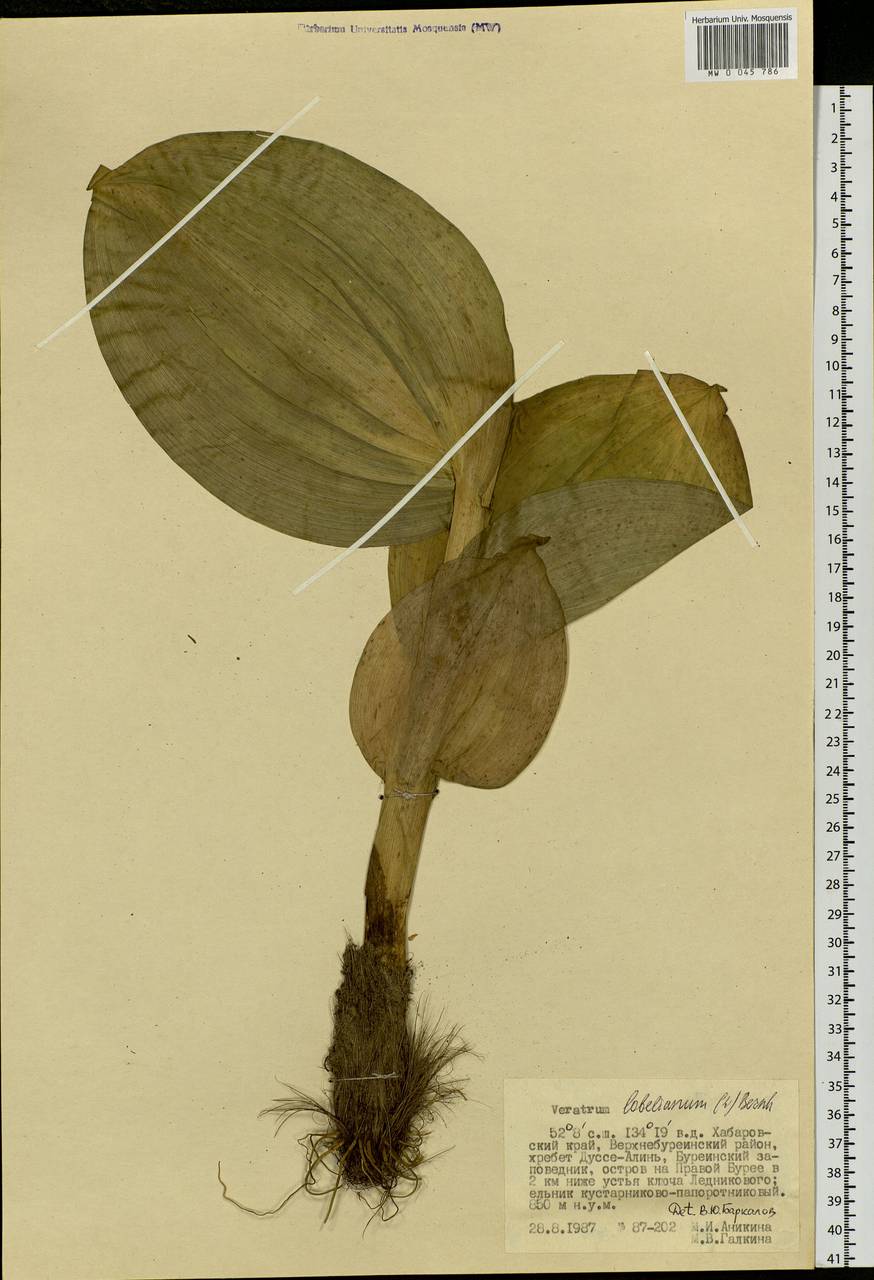 Veratrum lobelianum Bernh., Siberia, Russian Far East (S6) (Russia)