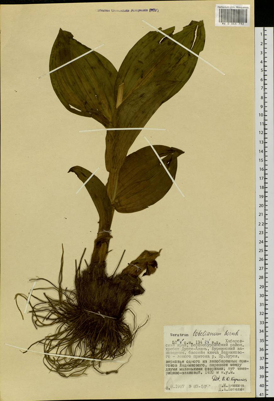 Veratrum lobelianum Bernh., Siberia, Russian Far East (S6) (Russia)