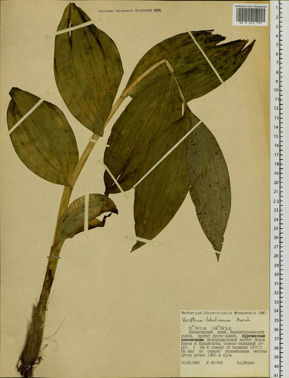 Veratrum lobelianum Bernh., Siberia, Russian Far East (S6) (Russia)