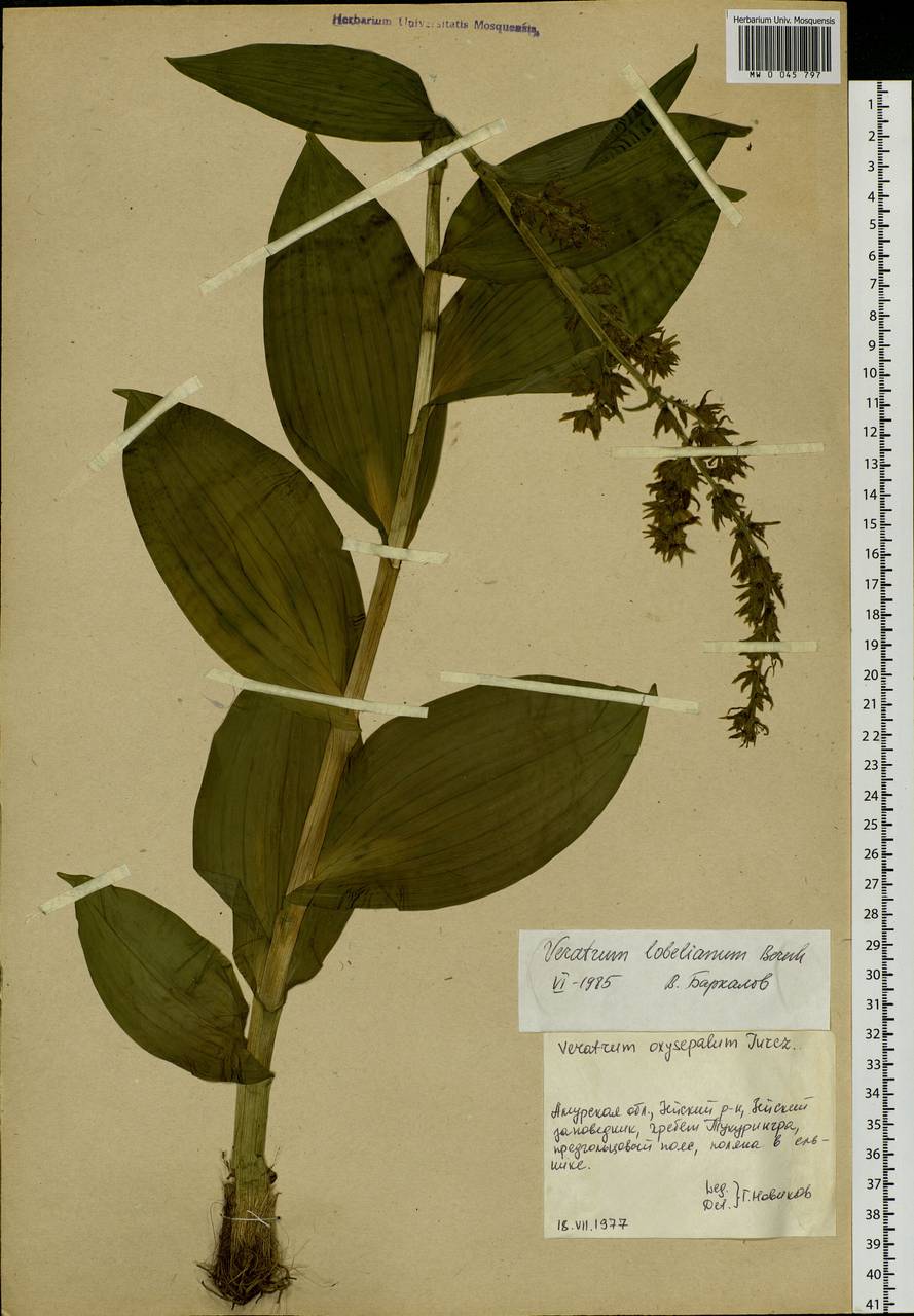 Veratrum lobelianum Bernh., Siberia, Russian Far East (S6) (Russia)