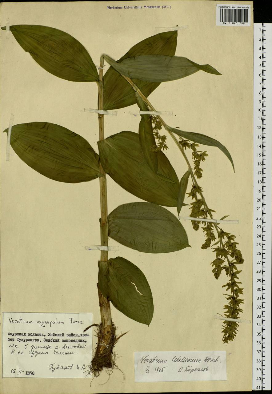 Veratrum lobelianum Bernh., Siberia, Russian Far East (S6) (Russia)