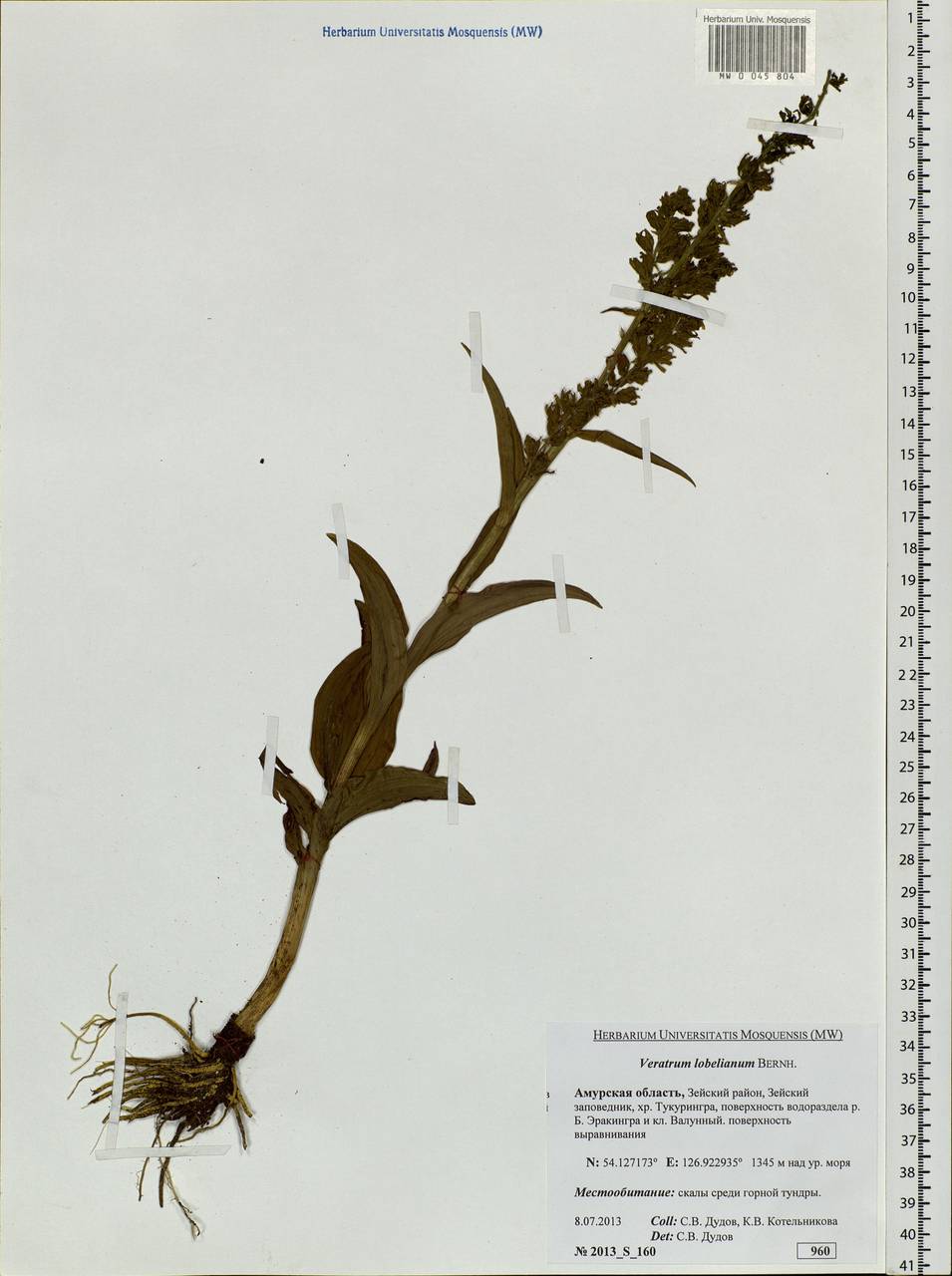 Veratrum lobelianum Bernh., Siberia, Russian Far East (S6) (Russia)