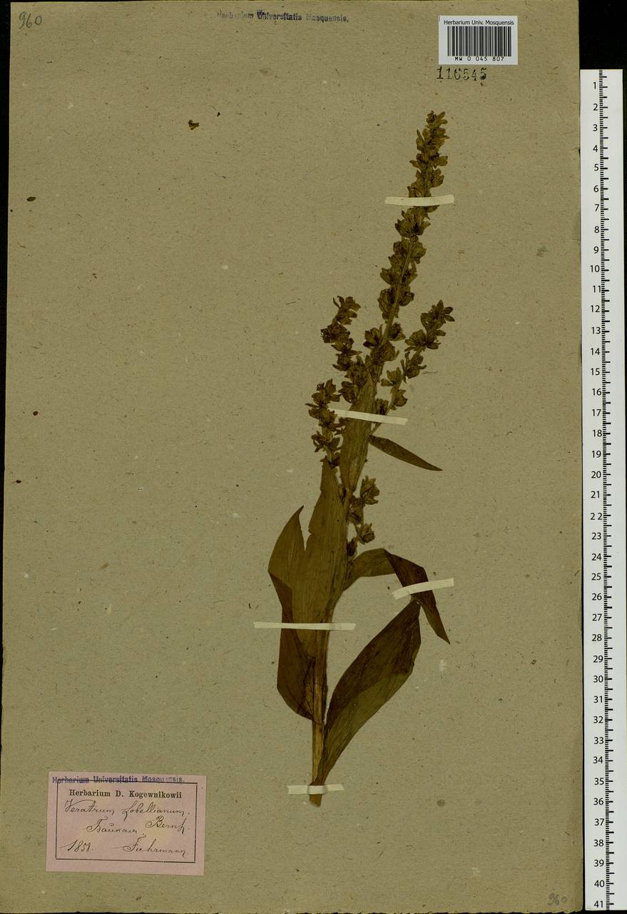 Veratrum lobelianum Bernh., Siberia, Baikal & Transbaikal region (S4) (Russia)