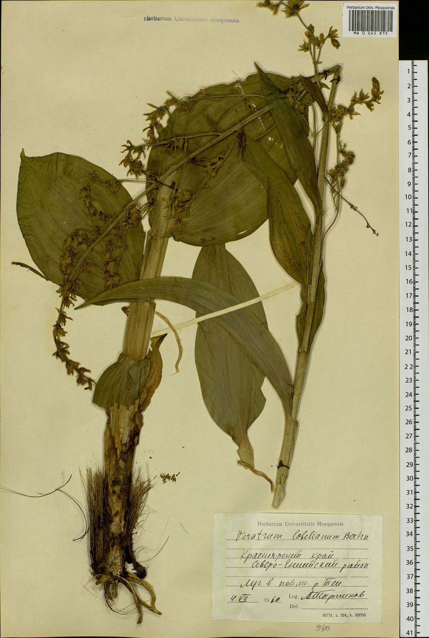 Veratrum lobelianum Bernh., Siberia, Central Siberia (S3) (Russia)