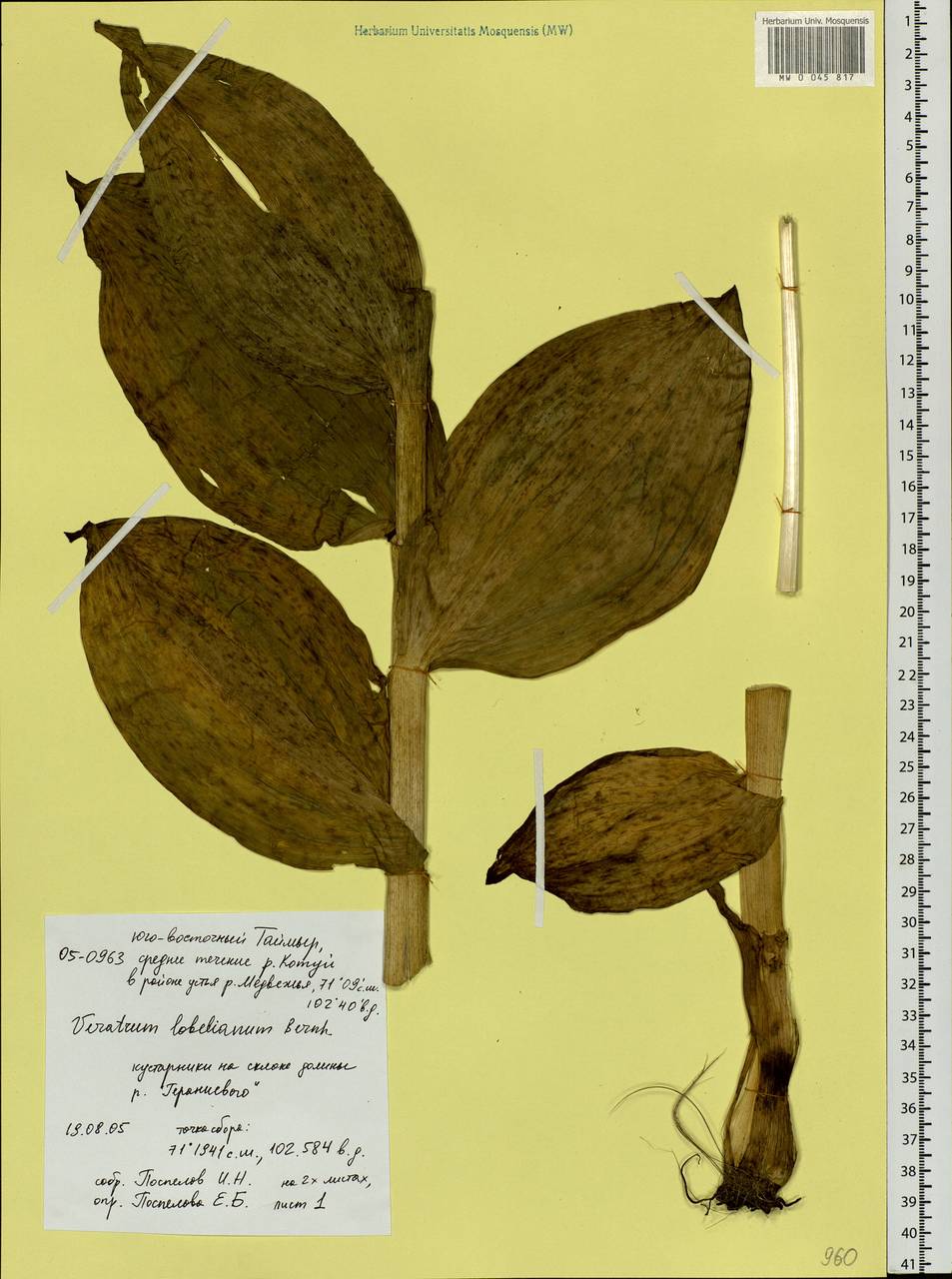 Veratrum lobelianum Bernh., Siberia, Central Siberia (S3) (Russia)
