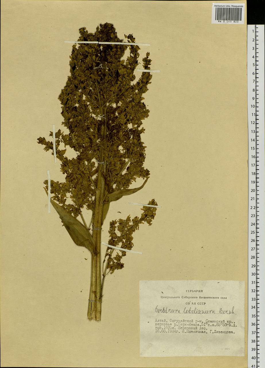 Veratrum lobelianum Bernh., Siberia, Altai & Sayany Mountains (S2) (Russia)