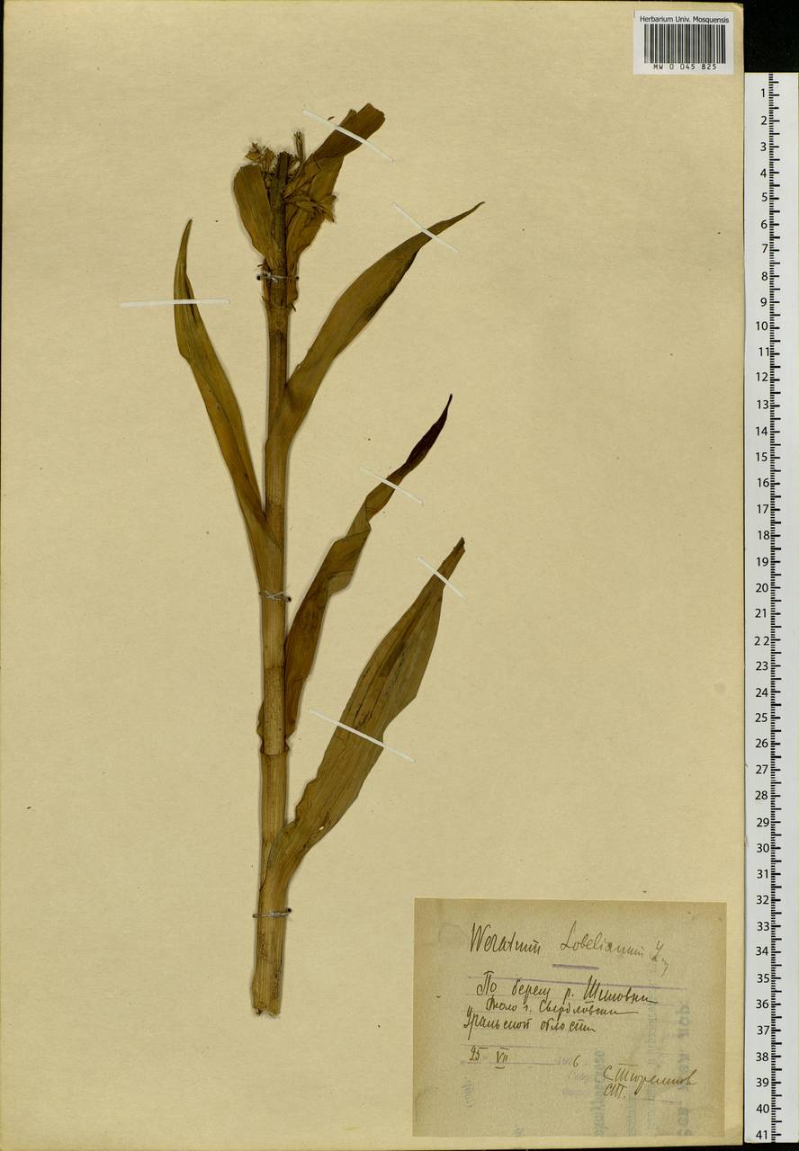 Veratrum lobelianum Bernh., Eastern Europe, Eastern region (E10) (Russia)