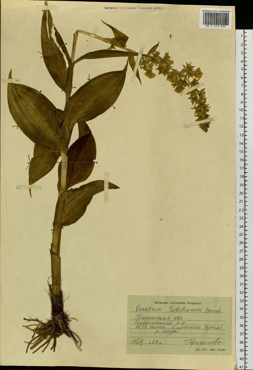 Veratrum lobelianum Bernh., Siberia, Western Siberia (S1) (Russia)