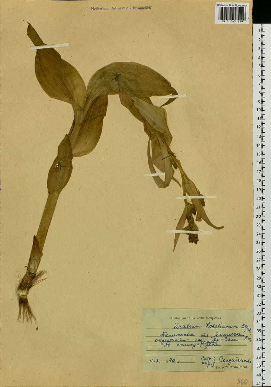 Veratrum lobelianum Bernh., Siberia, Western Siberia (S1) (Russia)