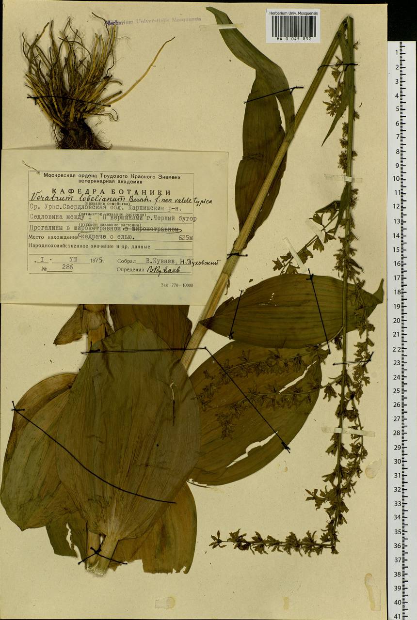 Veratrum lobelianum Bernh., Eastern Europe, Eastern region (E10) (Russia)