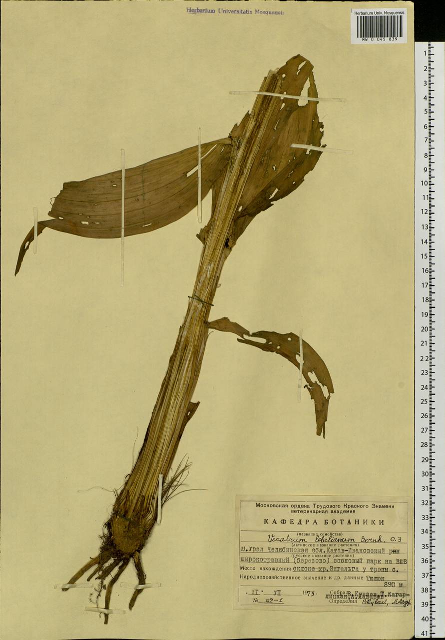 Veratrum lobelianum Bernh., Eastern Europe, Eastern region (E10) (Russia)