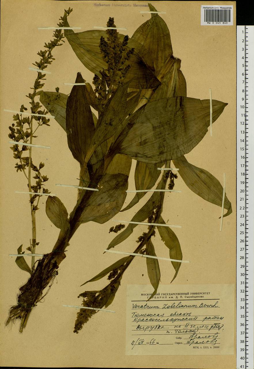 Veratrum lobelianum Bernh., Siberia, Western Siberia (S1) (Russia)