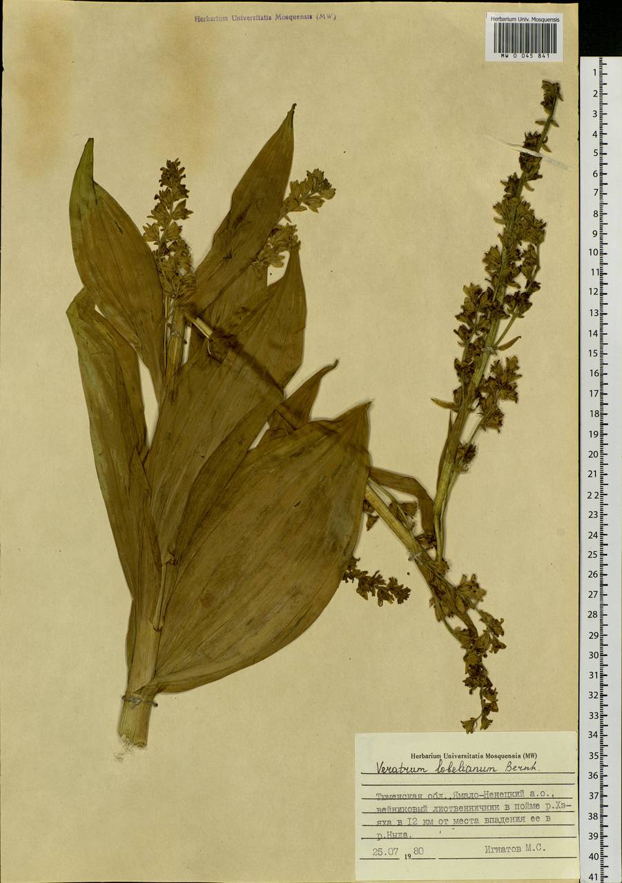 Veratrum lobelianum Bernh., Siberia, Western Siberia (S1) (Russia)