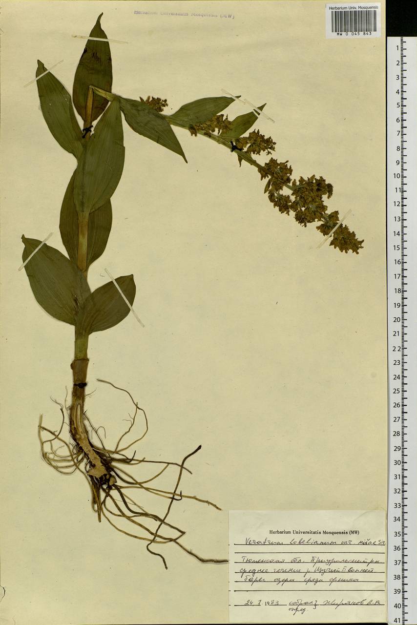Veratrum lobelianum Bernh., Siberia, Western Siberia (S1) (Russia)