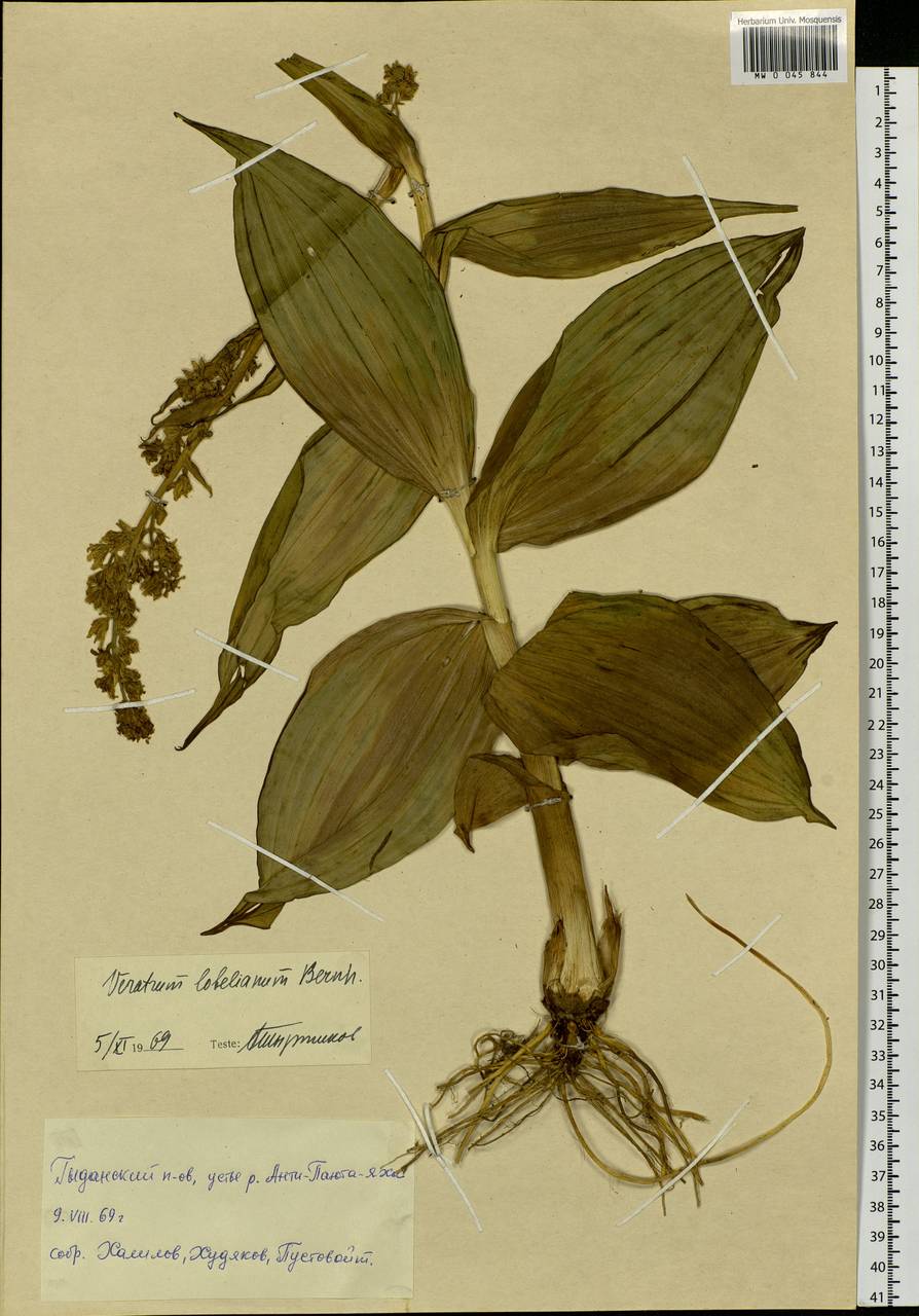 Veratrum lobelianum Bernh., Siberia, Western Siberia (S1) (Russia)