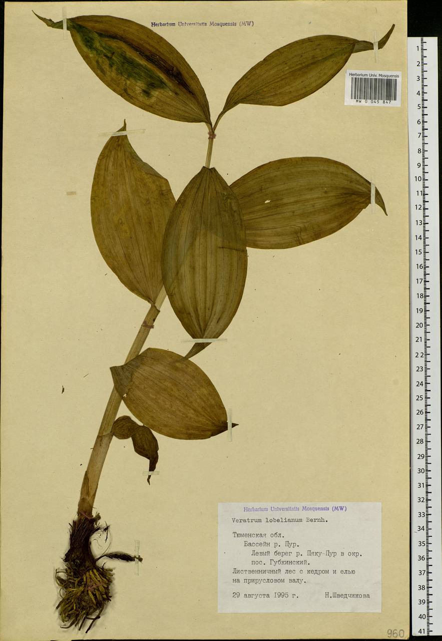 Veratrum lobelianum Bernh., Siberia, Western Siberia (S1) (Russia)