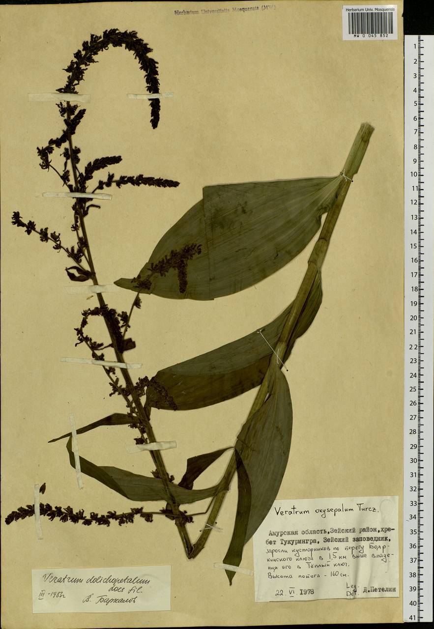 Veratrum dolichopetalum O.Loes., Siberia, Russian Far East (S6) (Russia)