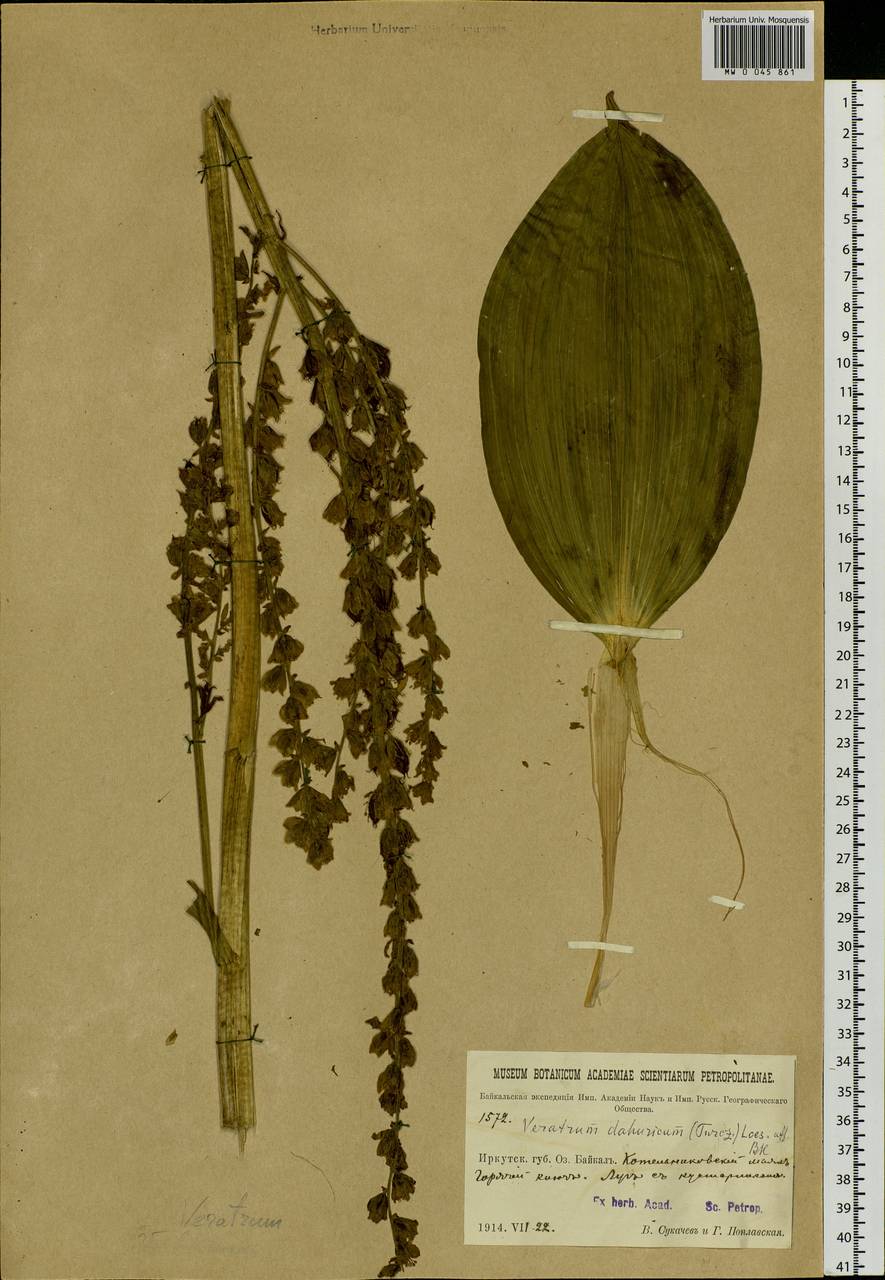 Veratrum dahuricum (Turcz.) O.Loes., Siberia, Baikal & Transbaikal region (S4) (Russia)