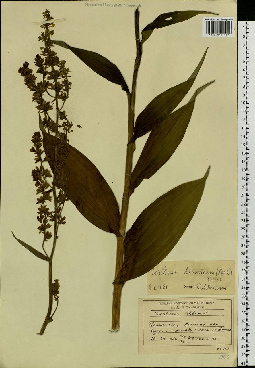 Veratrum dahuricum (Turcz.) O.Loes., Siberia, Baikal & Transbaikal region (S4) (Russia)