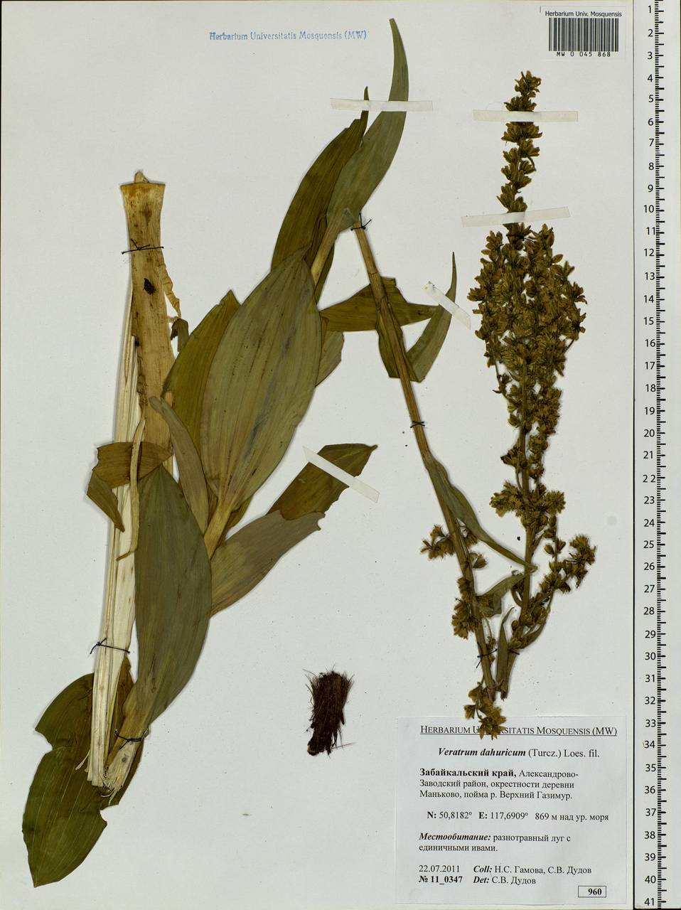 Veratrum dahuricum (Turcz.) O.Loes., Siberia, Baikal & Transbaikal region (S4) (Russia)