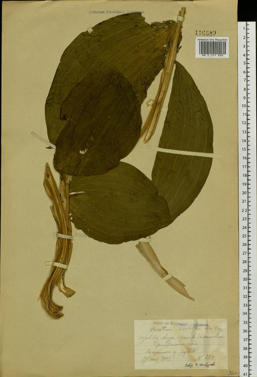 Veratrum calycinum, Siberia, Russian Far East (S6) (Russia)