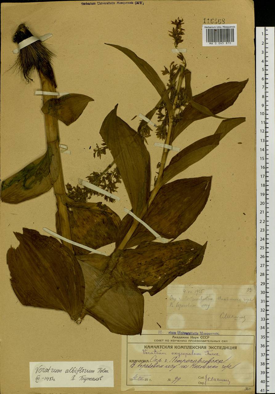 Veratrum albiflorum Tolm., Siberia, Chukotka & Kamchatka (S7) (Russia)