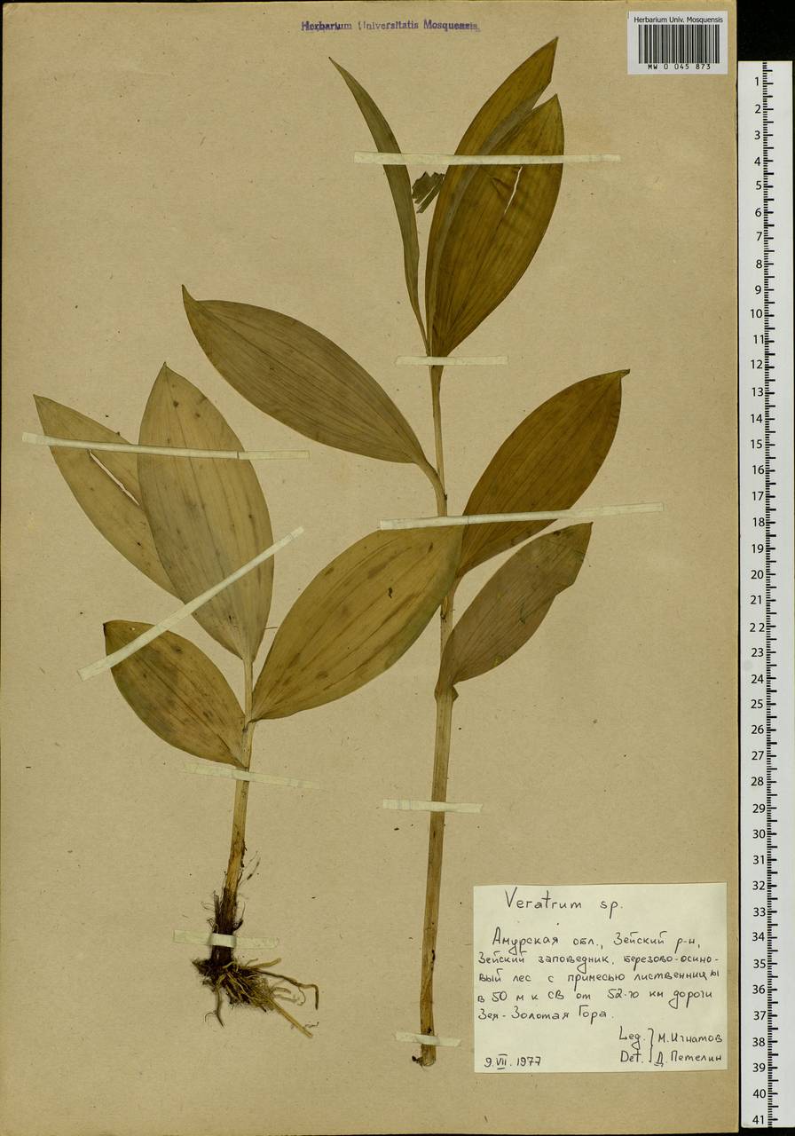 Veratrum, Siberia, Russian Far East (S6) (Russia)