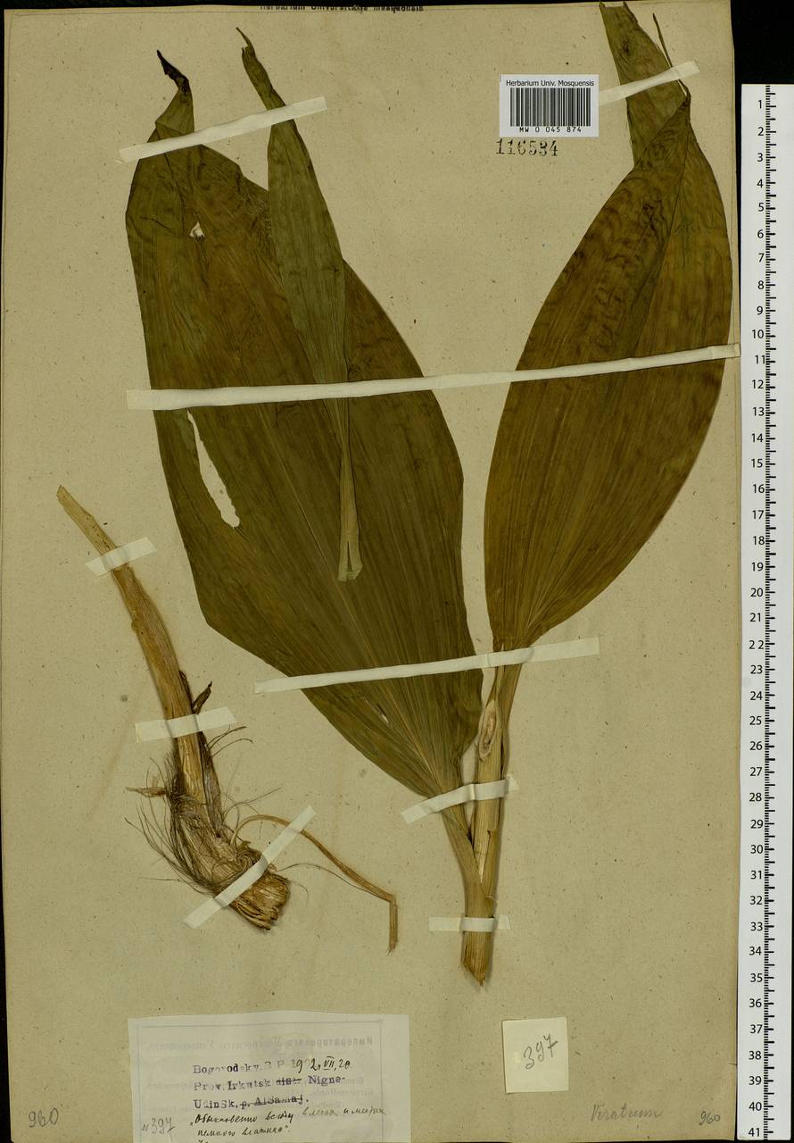 Veratrum, Siberia, Baikal & Transbaikal region (S4) (Russia)