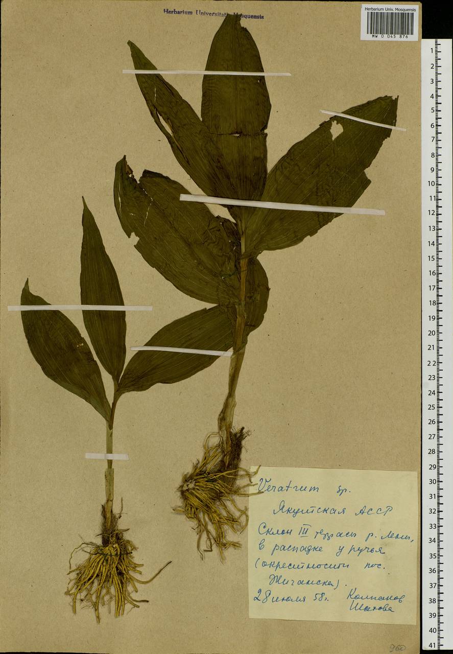 Veratrum, Siberia, Yakutia (S5) (Russia)