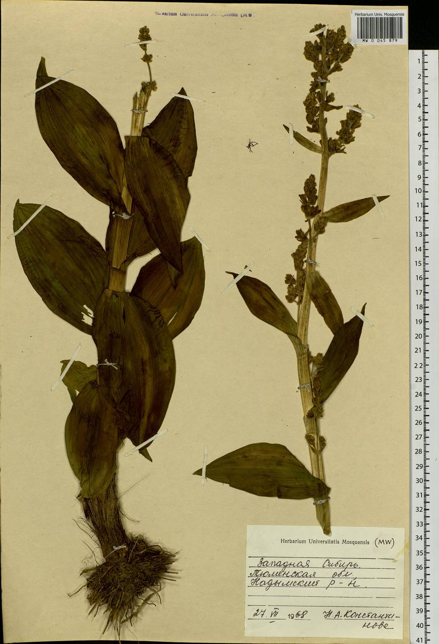 Veratrum, Siberia, Western Siberia (S1) (Russia)