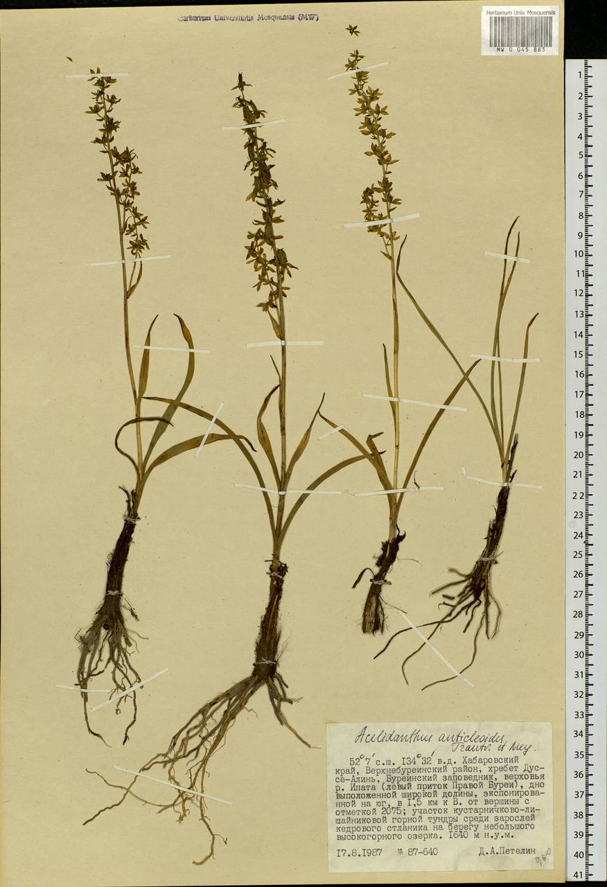 Veratrum anticleoides (Trautv. & C.A.Mey.) Takeda & Miyake, Siberia, Russian Far East (S6) (Russia)