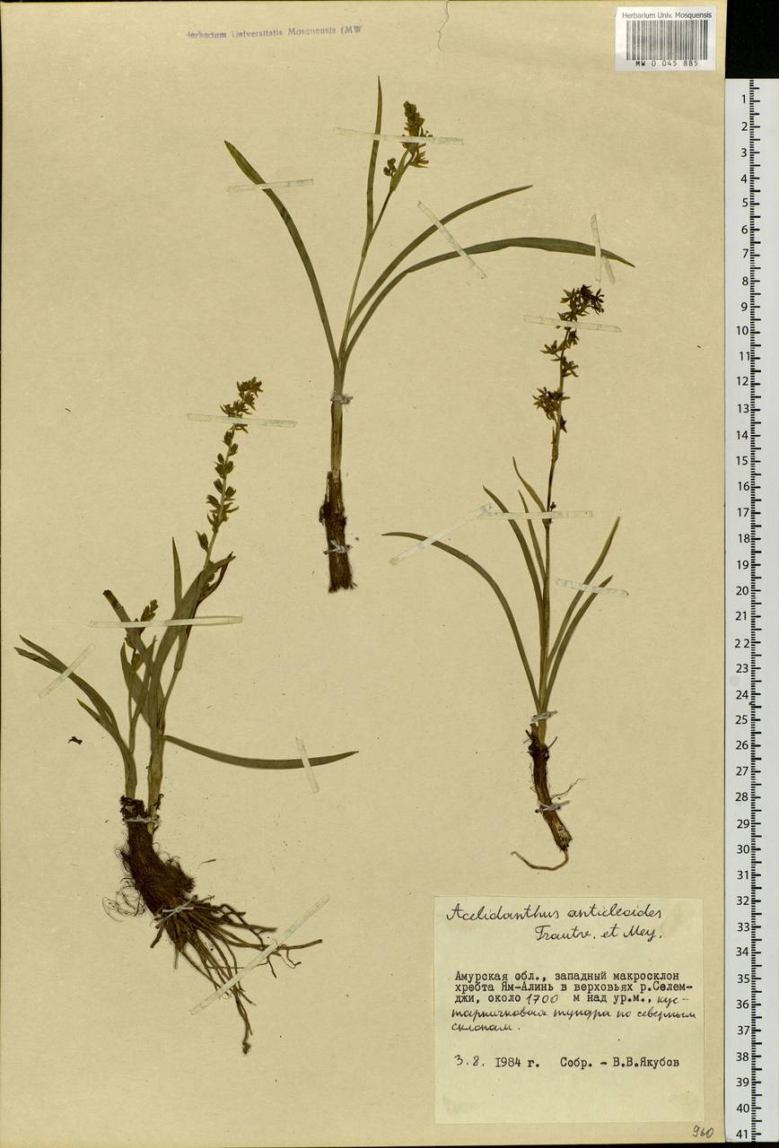 Veratrum anticleoides (Trautv. & C.A.Mey.) Takeda & Miyake, Siberia, Russian Far East (S6) (Russia)
