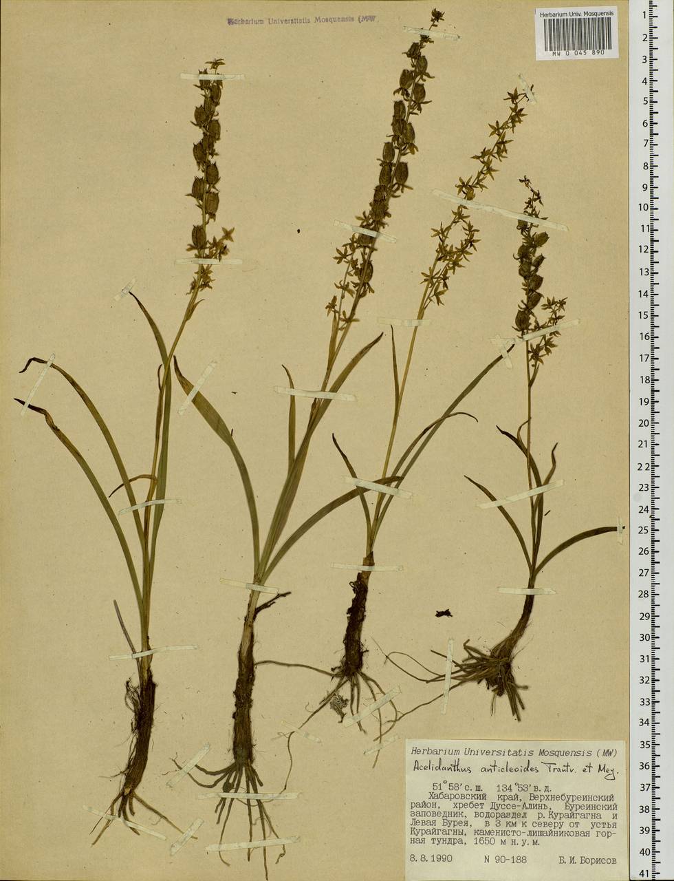 Veratrum anticleoides (Trautv. & C.A.Mey.) Takeda & Miyake, Siberia, Russian Far East (S6) (Russia)