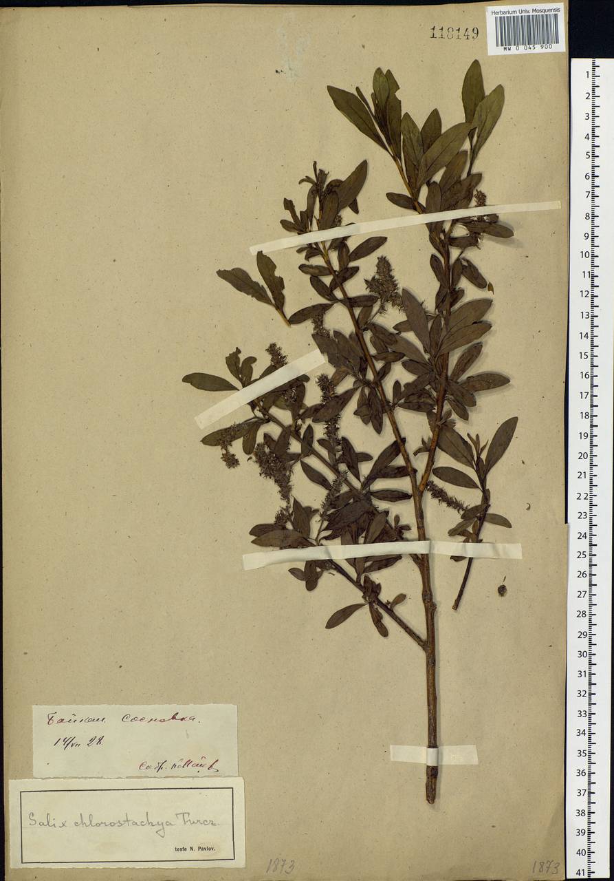 Salix rhamnifolia subsp. rhamnifolia, Siberia, Baikal & Transbaikal region (S4) (Russia)